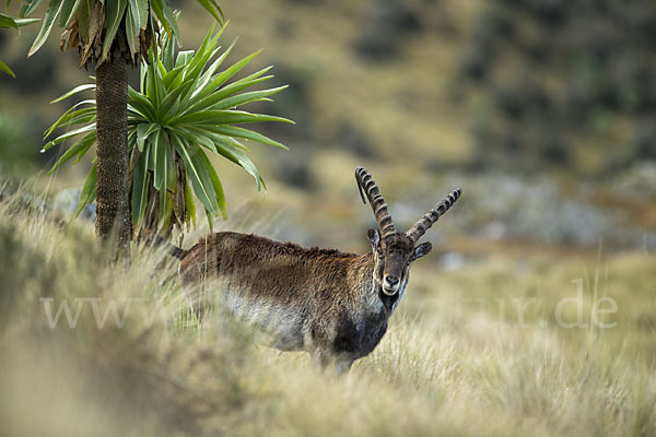 Äthiopischer Steinbock (Capra walie)