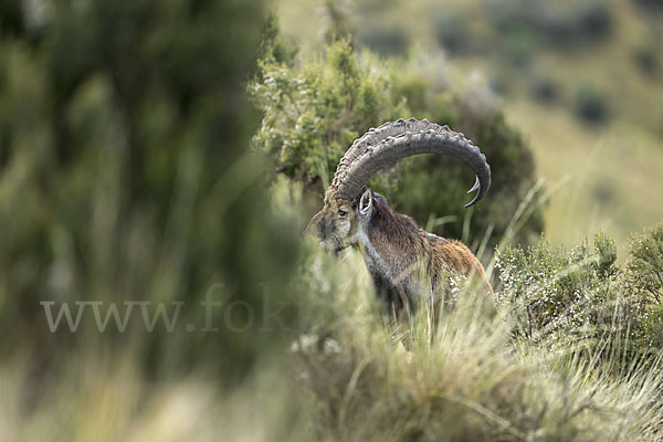 Äthiopischer Steinbock (Capra walie)