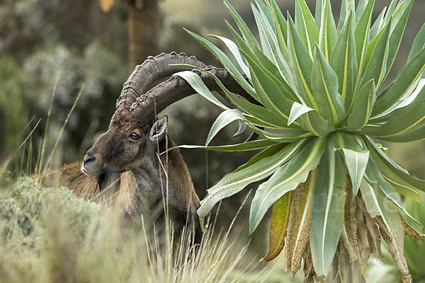 Äthiopischer Steinbock (Capra walie)