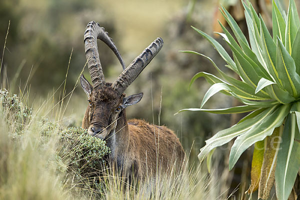 Äthiopischer Steinbock (Capra walie)