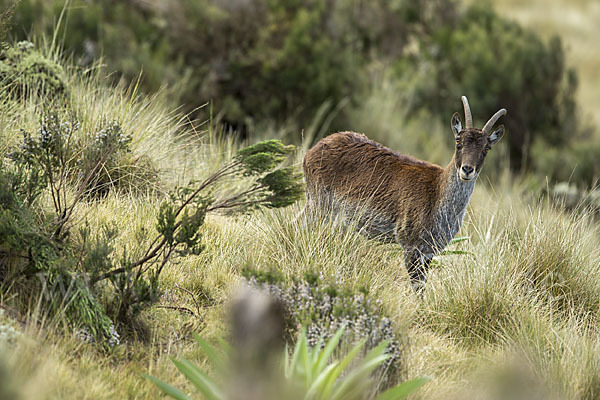 Äthiopischer Steinbock (Capra walie)