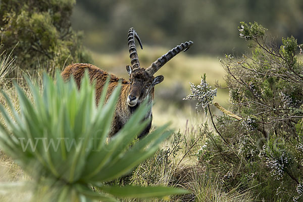 Äthiopischer Steinbock (Capra walie)