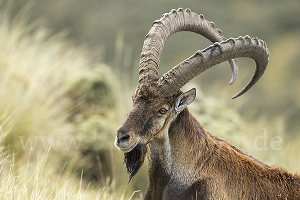 Äthiopischer Steinbock (Capra walie)