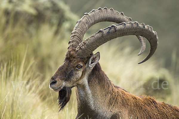 Äthiopischer Steinbock (Capra walie)