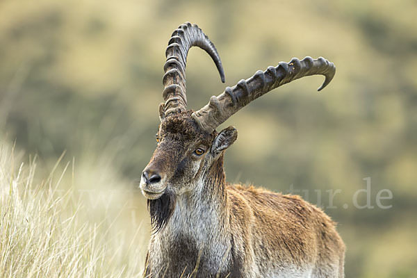 Äthiopischer Steinbock (Capra walie)