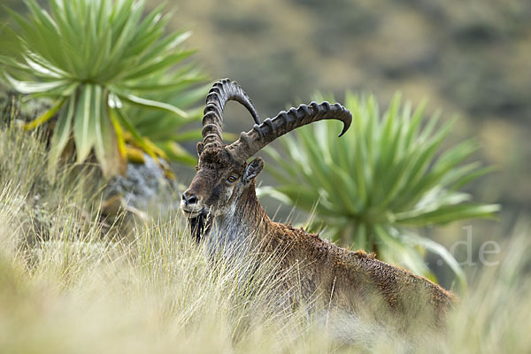 Äthiopischer Steinbock (Capra walie)