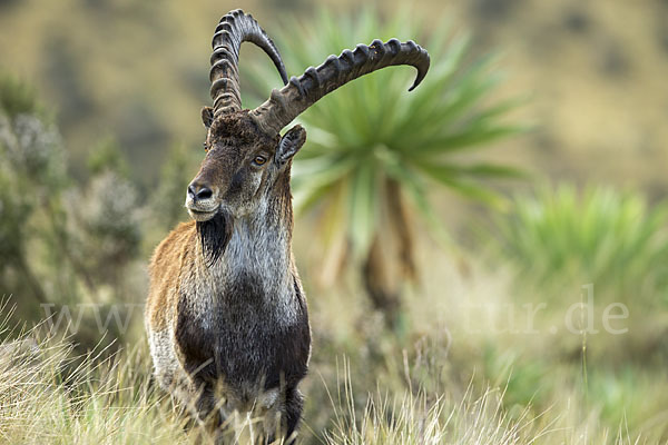 Äthiopischer Steinbock (Capra walie)