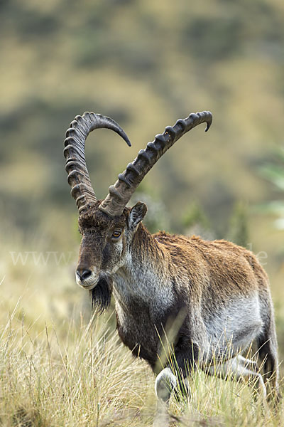 Äthiopischer Steinbock (Capra walie)