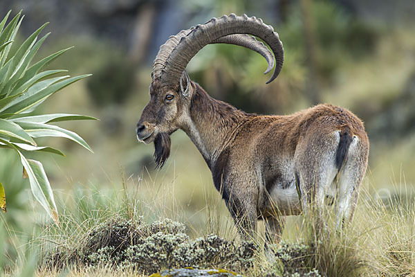 Äthiopischer Steinbock (Capra walie)