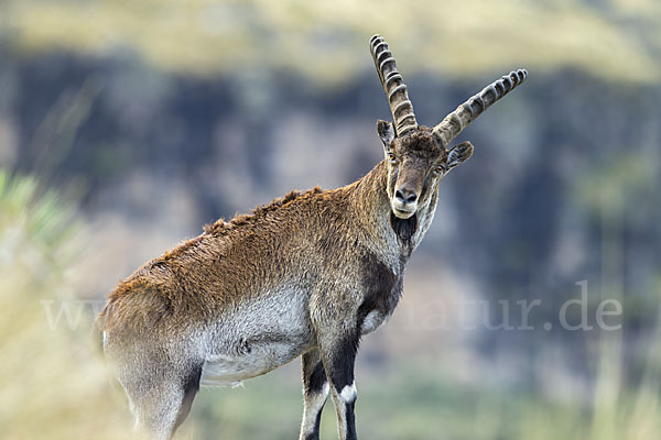 Äthiopischer Steinbock (Capra walie)