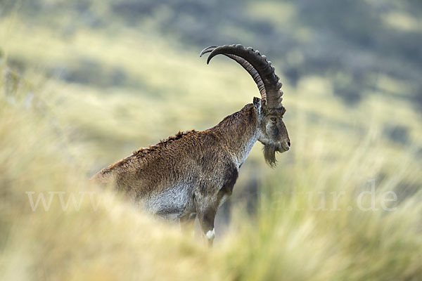 Äthiopischer Steinbock (Capra walie)