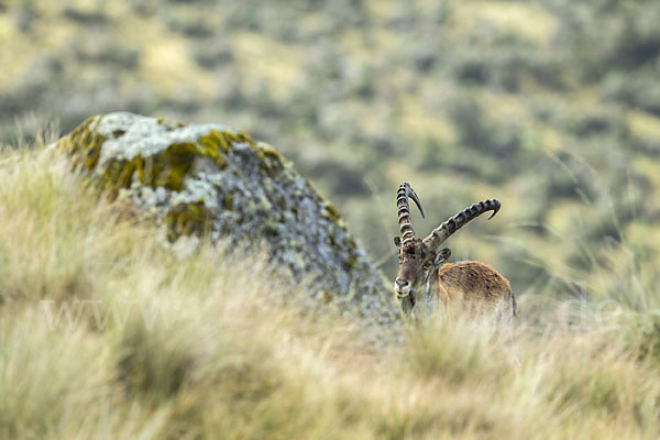 Äthiopischer Steinbock (Capra walie)