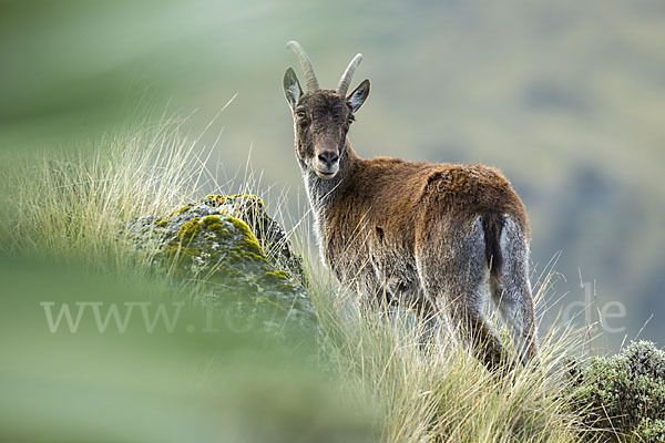 Äthiopischer Steinbock (Capra walie)