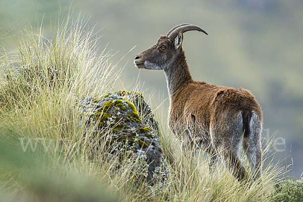 Äthiopischer Steinbock (Capra walie)