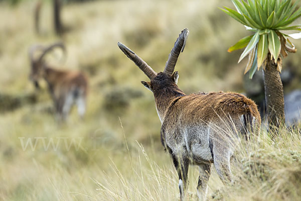 Äthiopischer Steinbock (Capra walie)