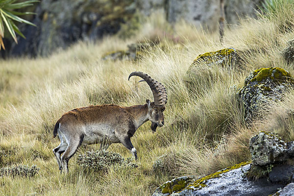 Äthiopischer Steinbock (Capra walie)