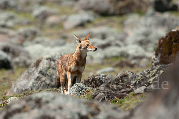 Äthiopischer Wolf (Canis simensis)