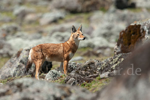 Äthiopischer Wolf (Canis simensis)