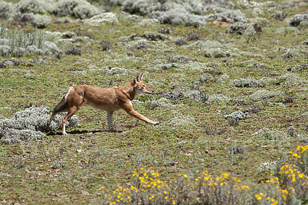 Äthiopischer Wolf (Canis simensis)