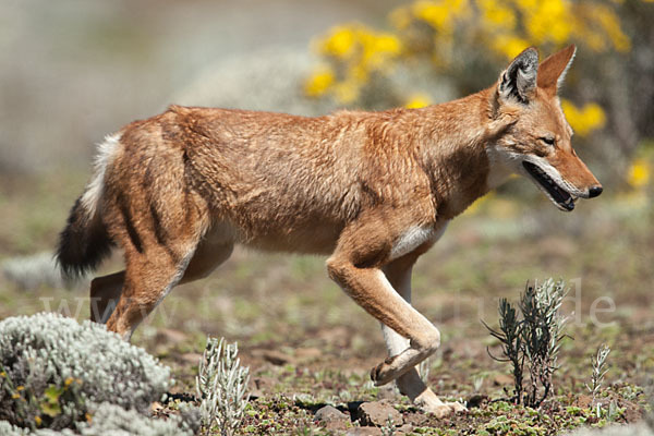 Äthiopischer Wolf (Canis simensis)