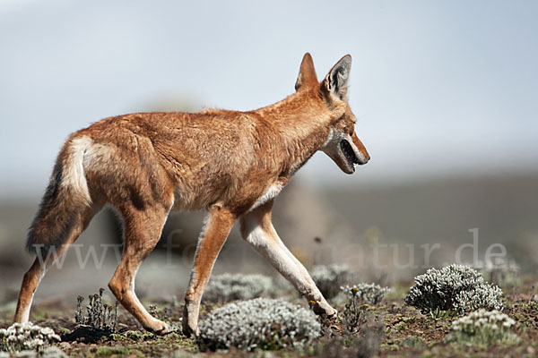 Äthiopischer Wolf (Canis simensis)