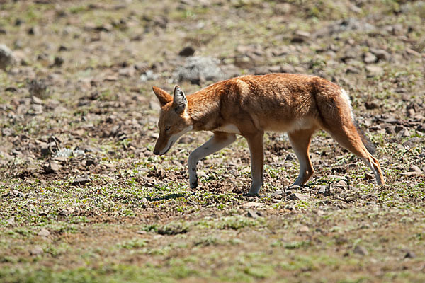 Äthiopischer Wolf (Canis simensis)