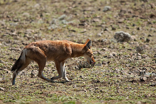 Äthiopischer Wolf (Canis simensis)