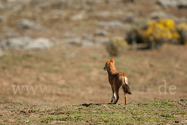 Äthiopischer Wolf (Canis simensis)