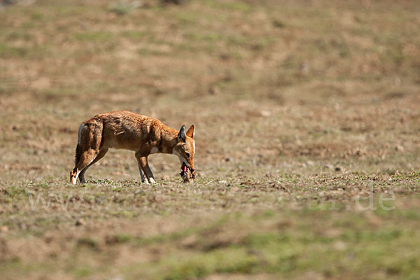 Äthiopischer Wolf (Canis simensis)