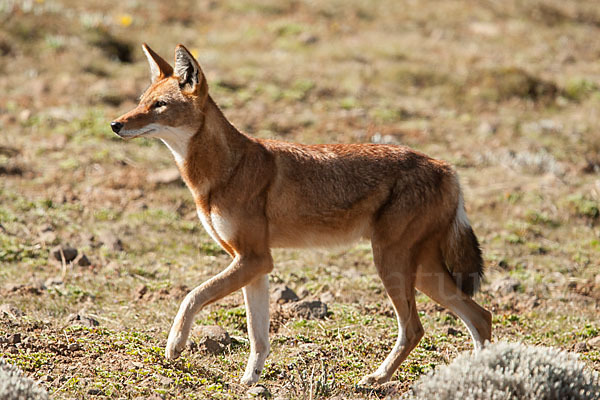 Äthiopischer Wolf (Canis simensis)