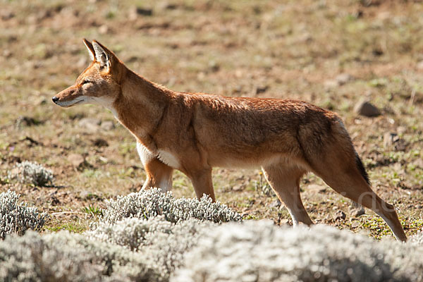 Äthiopischer Wolf (Canis simensis)