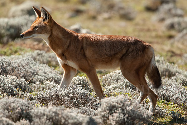 Äthiopischer Wolf (Canis simensis)