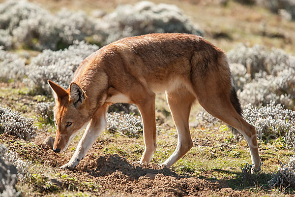 Äthiopischer Wolf (Canis simensis)