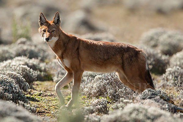 Äthiopischer Wolf (Canis simensis)