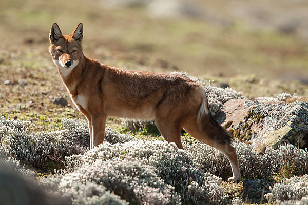 Äthiopischer Wolf (Canis simensis)