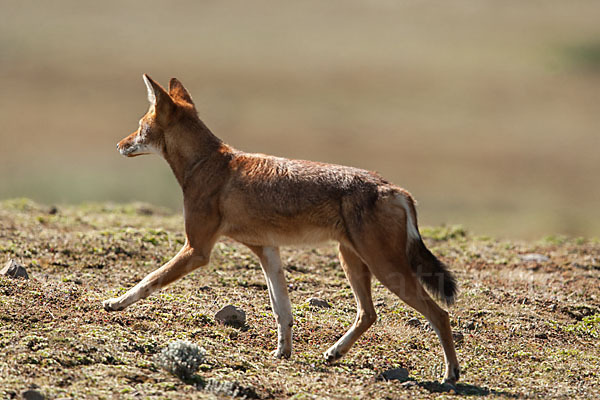 Äthiopischer Wolf (Canis simensis)