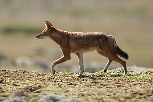 Äthiopischer Wolf (Canis simensis)