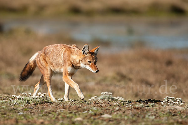 Äthiopischer Wolf (Canis simensis)