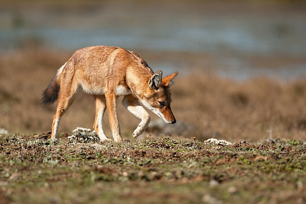 Äthiopischer Wolf (Canis simensis)