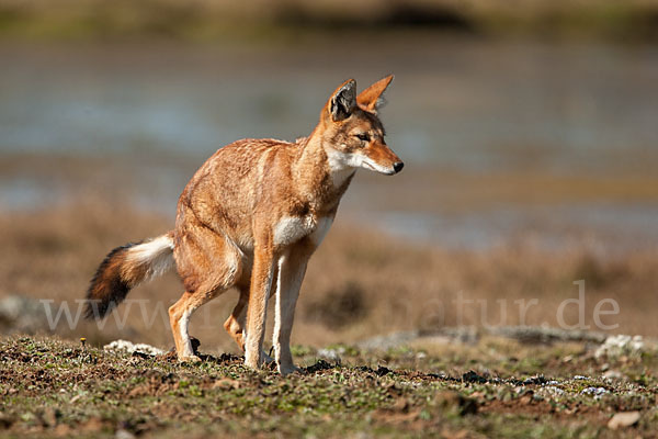 Äthiopischer Wolf (Canis simensis)