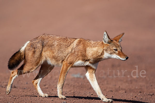 Äthiopischer Wolf (Canis simensis)