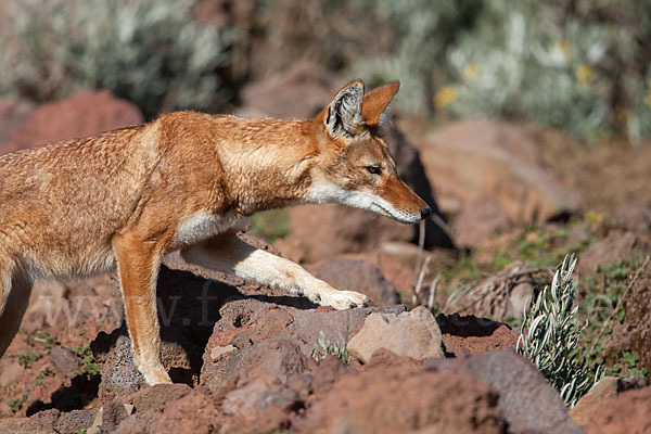 Äthiopischer Wolf (Canis simensis)