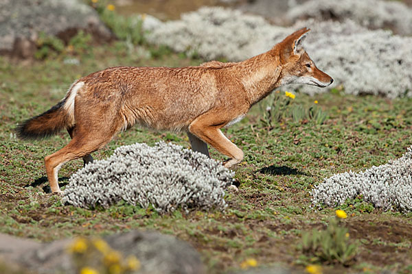 Äthiopischer Wolf (Canis simensis)