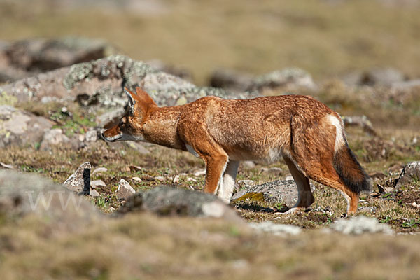 Äthiopischer Wolf (Canis simensis)