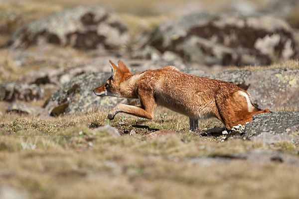 Äthiopischer Wolf (Canis simensis)