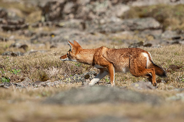 Äthiopischer Wolf (Canis simensis)