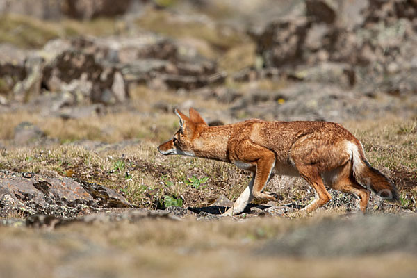 Äthiopischer Wolf (Canis simensis)