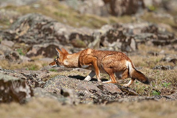 Äthiopischer Wolf (Canis simensis)