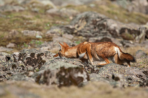 Äthiopischer Wolf (Canis simensis)