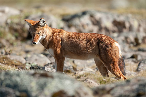 Äthiopischer Wolf (Canis simensis)